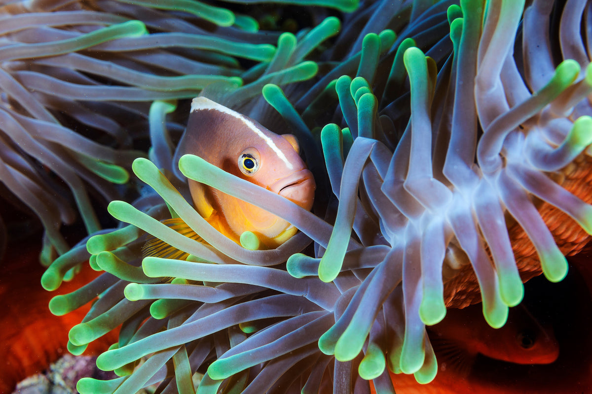 framedposter-print-clownfish