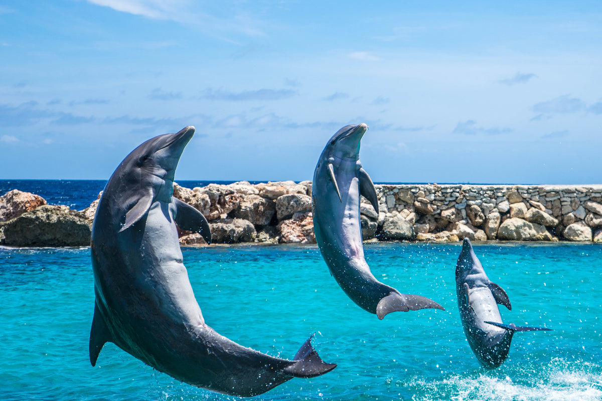 3-piece-canvas-print-3-dolphins