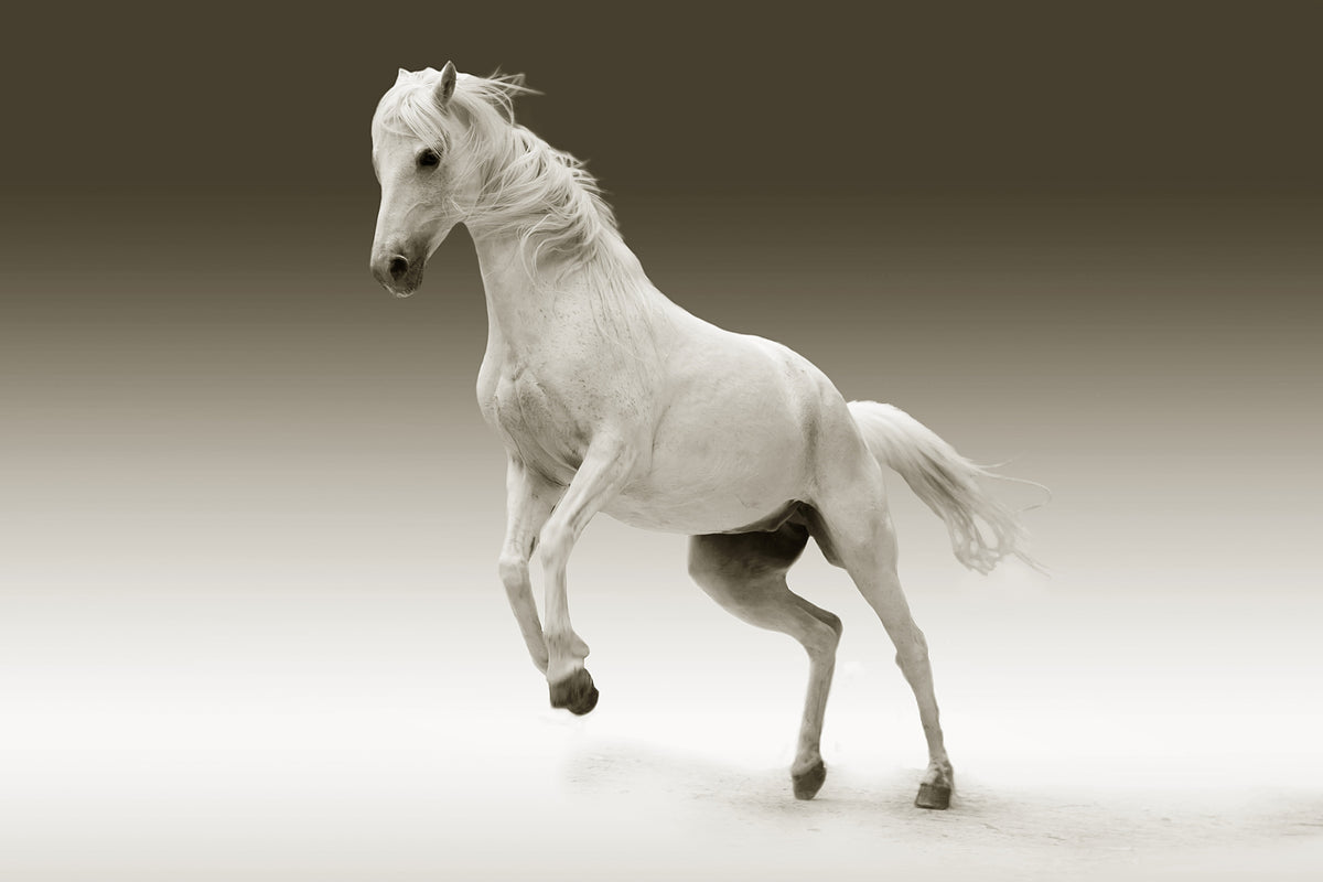 canvas-print-the-proud-mare