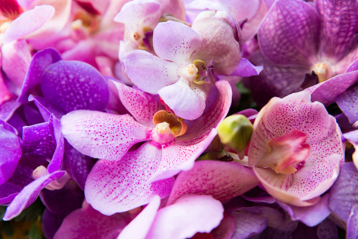 modern-3-piece-aluminium-print-orchid-paradise