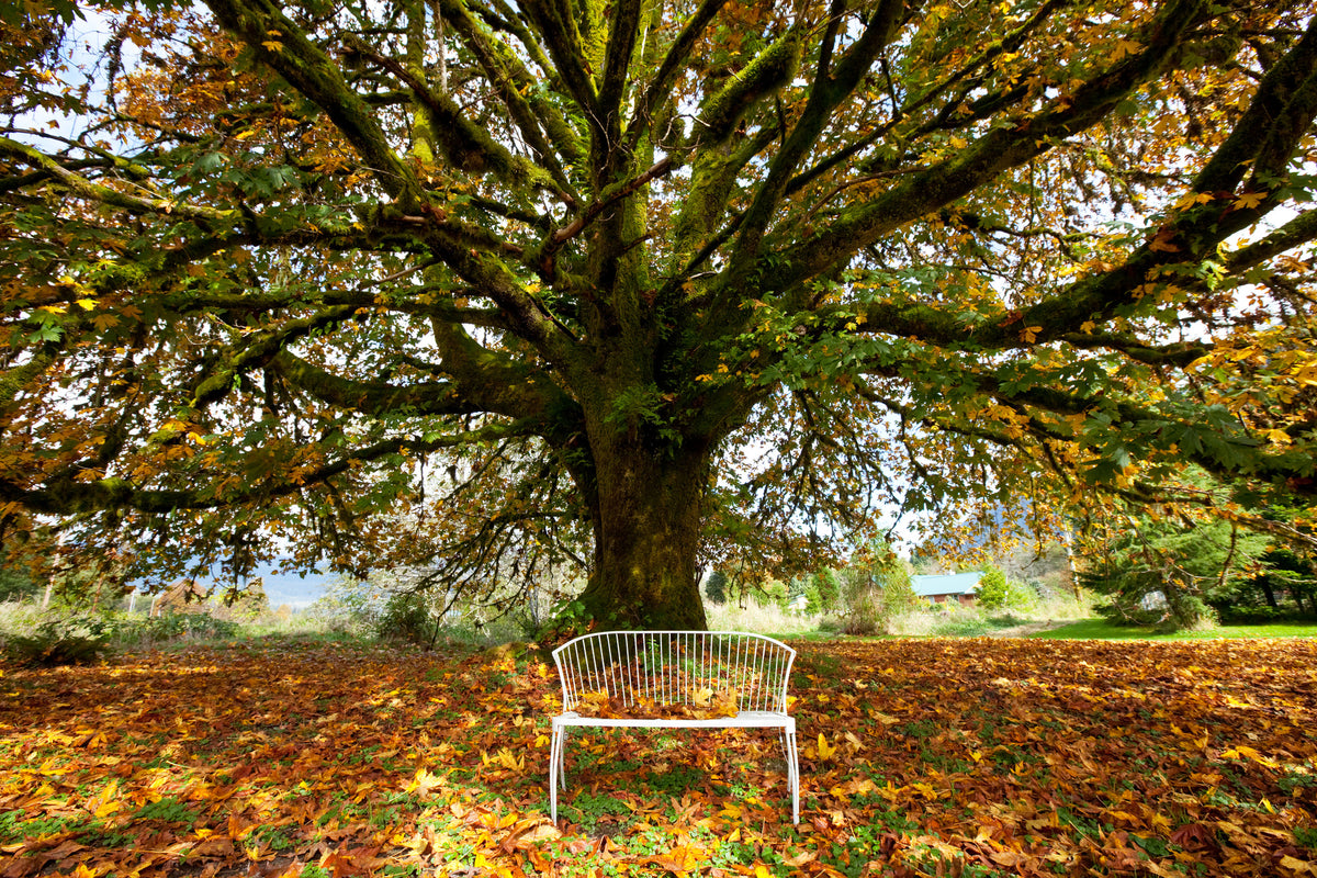 3-piece-aluminium-print-my-favorite-tree