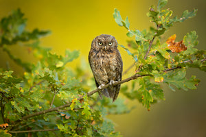 aluminium-print-eurasian-scops-owl-x