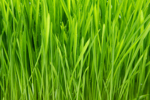 modern-3-piece-aluminium-print-grass-in-morning-dew