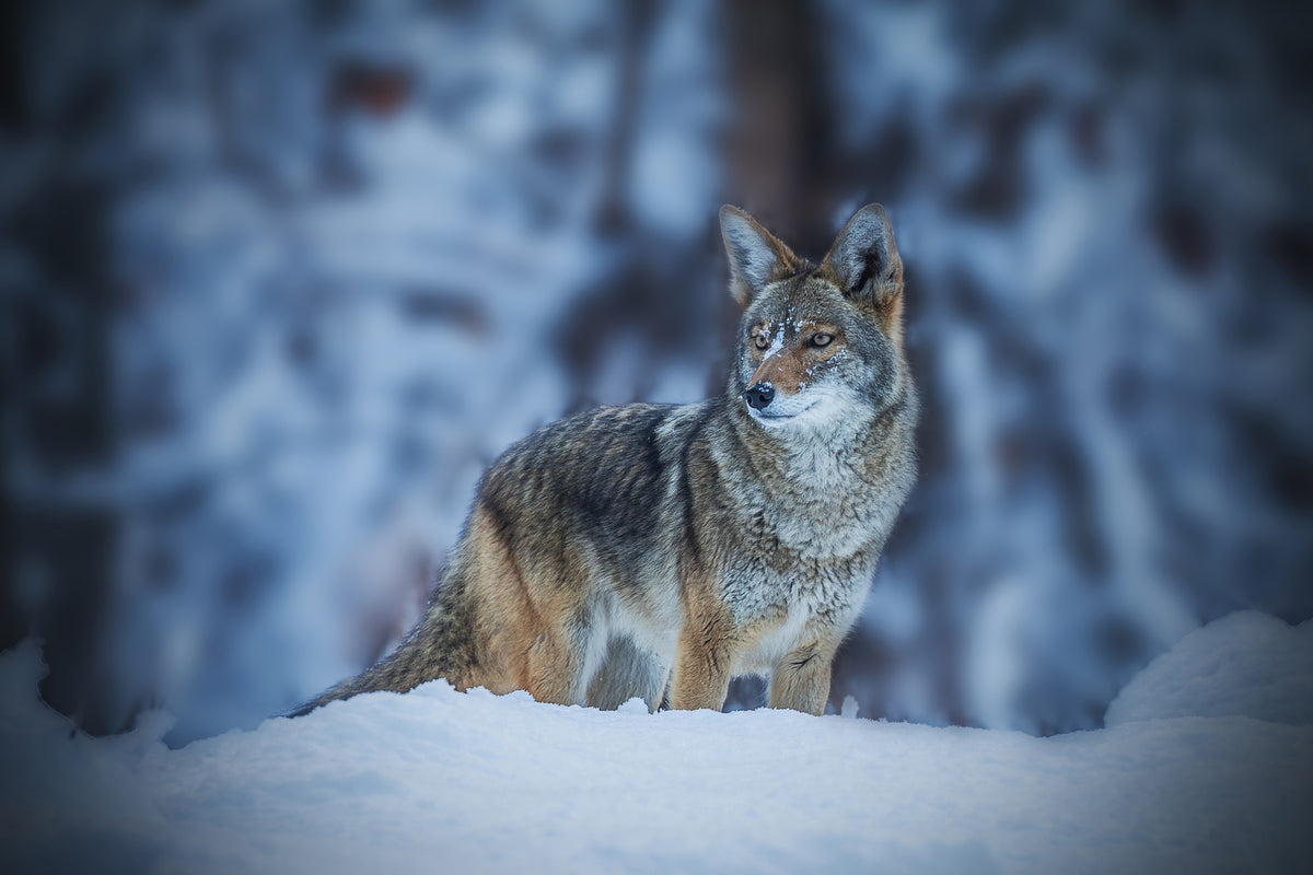framedcanvas-print-coyote-in-winter-x