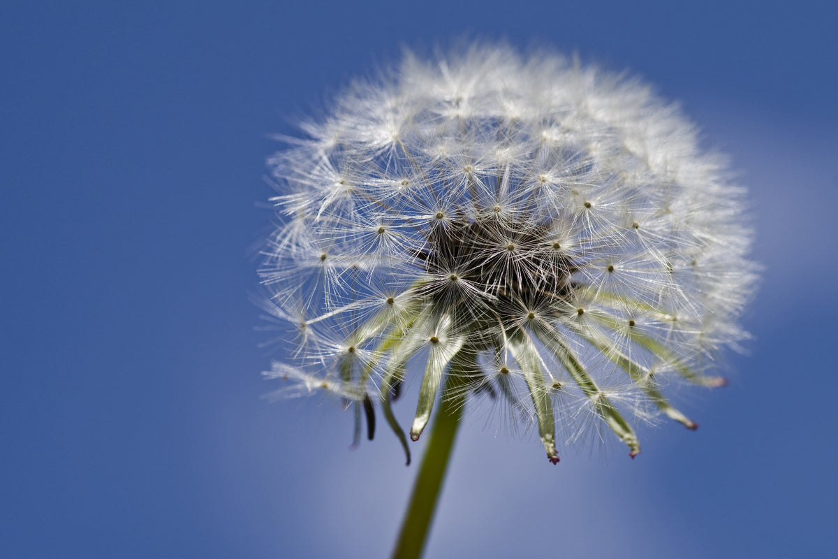 aluminium-print-the-dandelion-in-xxl