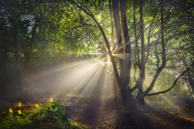 poster-print-the-morning-light-x