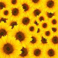 poster-print-a-bouquet-sunflower