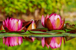3-piece-acrylic-print-red-water-lily-trio