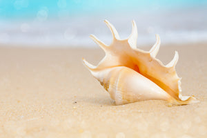 framedposter-print-the-shell-on-the-beach