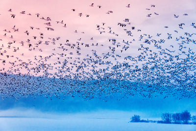 poster-print-flying-in-the-fogging-morning