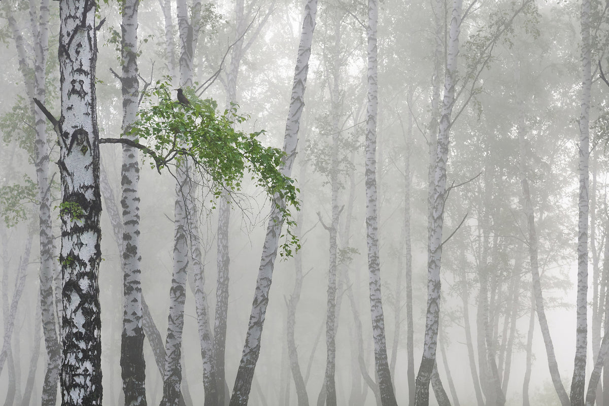 canvas-print-nonflying-weather-x