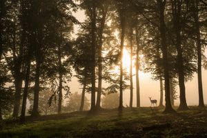 modern-3-piece-aluminium-print-deer-in-the-morning-mist