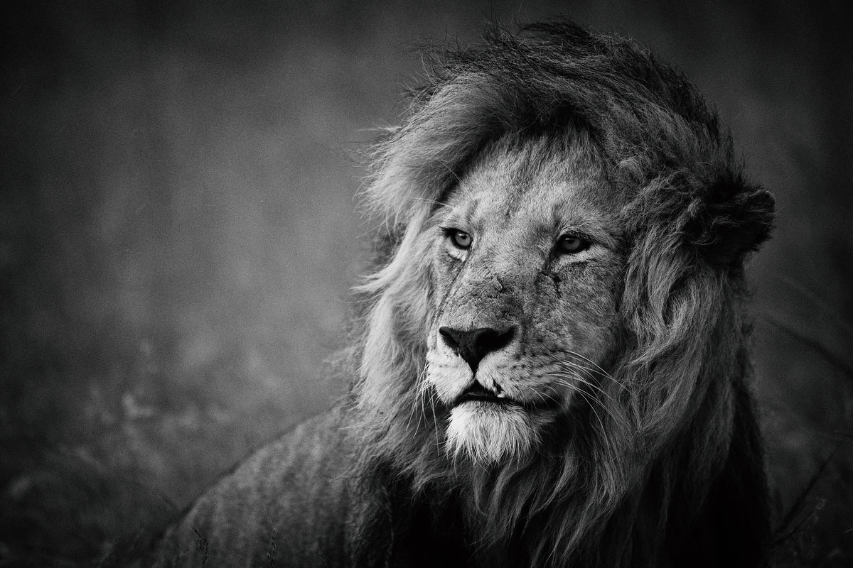 acrylic-print-regal-x