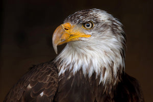 poster-print-caged-eagle