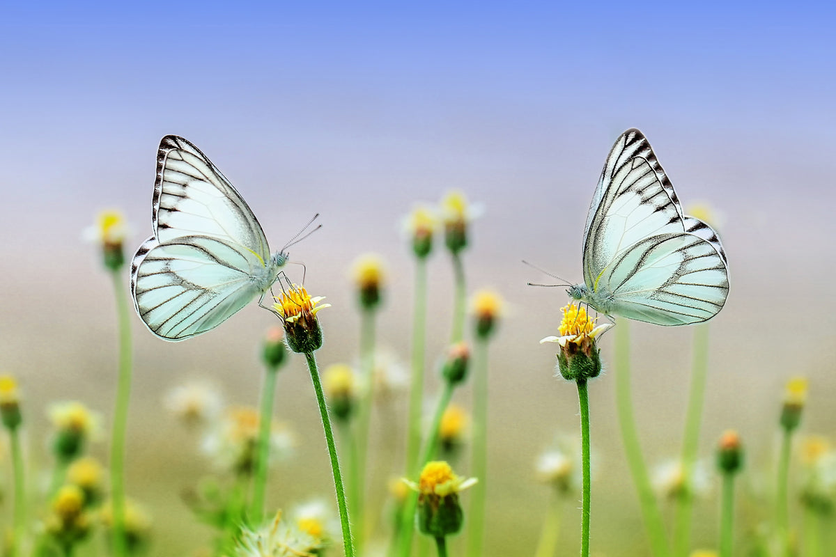 3-piece-aluminium-print-2-butterflies
