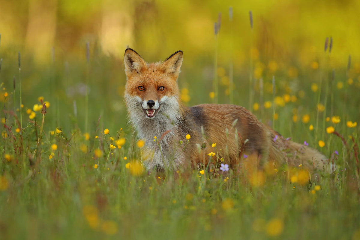 framedcanvas-print-red-fox-xkh