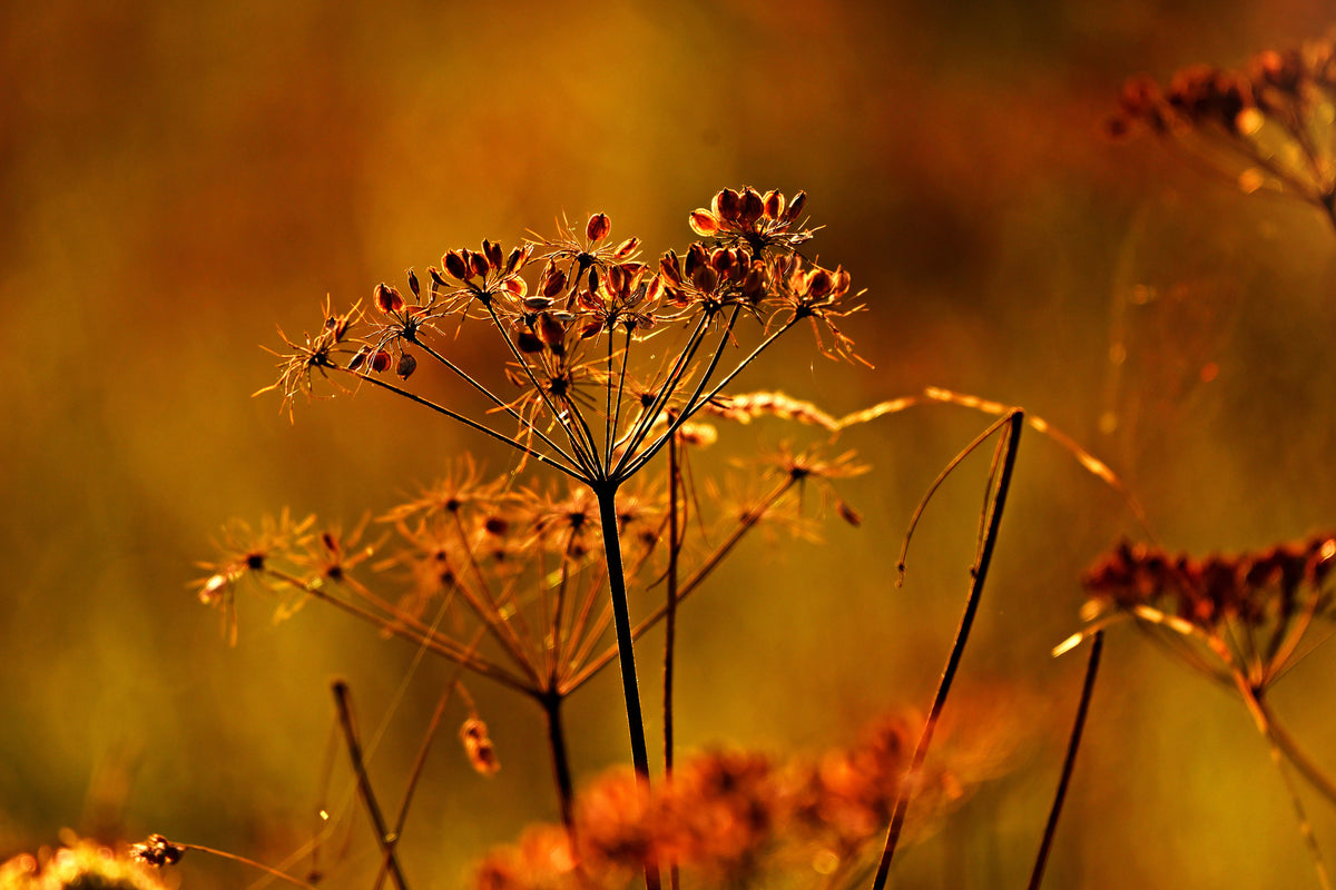 framedcanvas-print-seeds