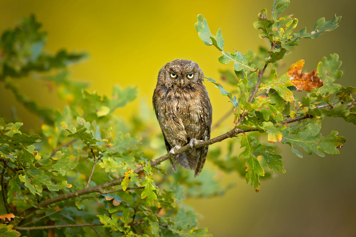 framedposter-print-eurasian-scops-owl-x