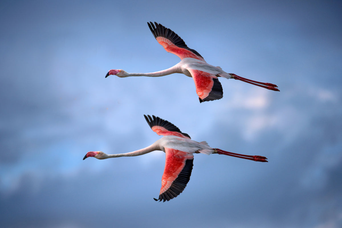 aluminium-print-greater-flamingos-x