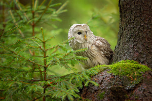 aluminium-print-ural-owl-x