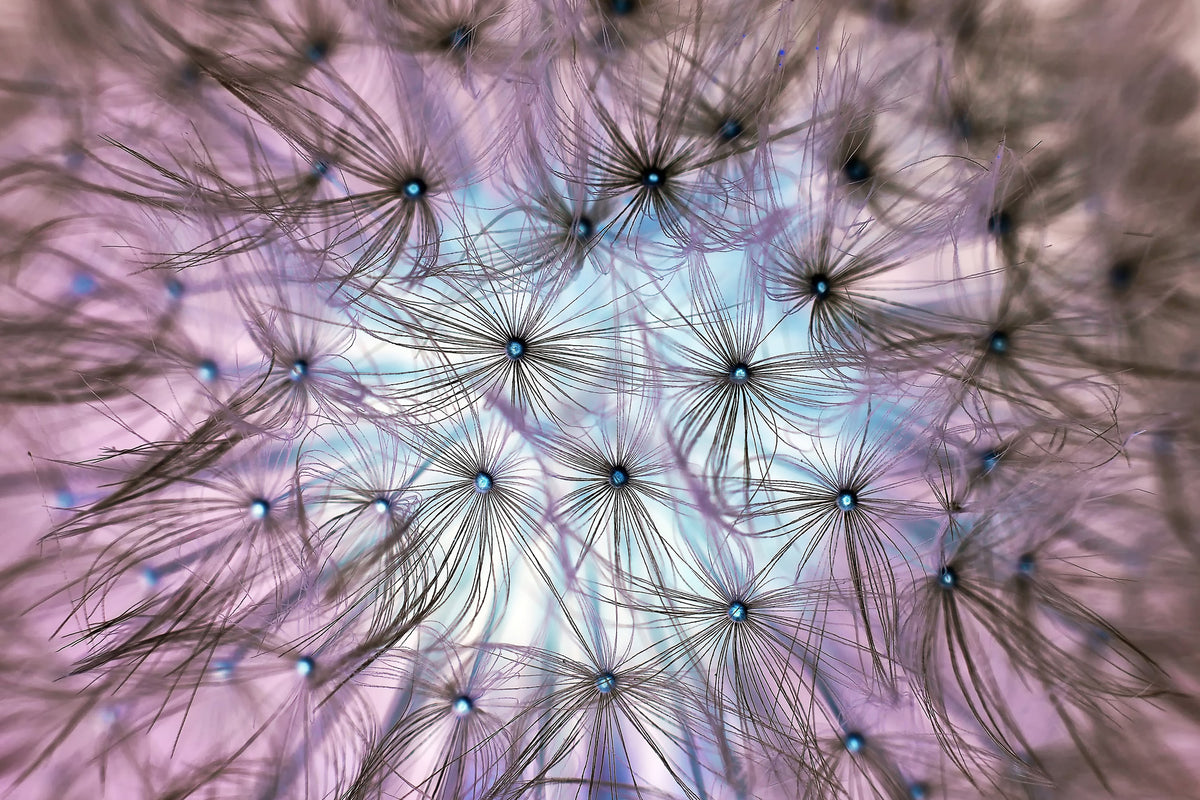 modern-3-piece-aluminium-print-dandelion-in-the-light-play