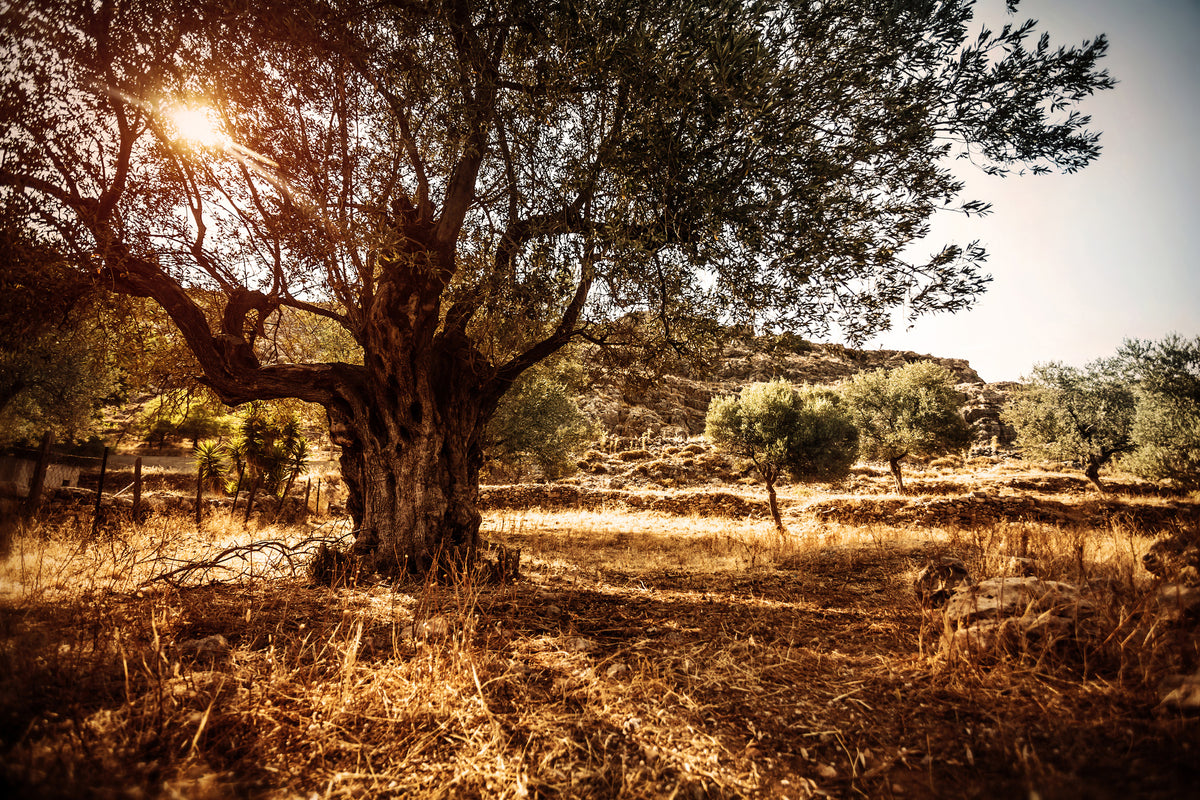 3-piece-acrylic-print-olive-grove