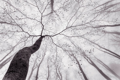 poster-print-a-view-of-the-tree-crown