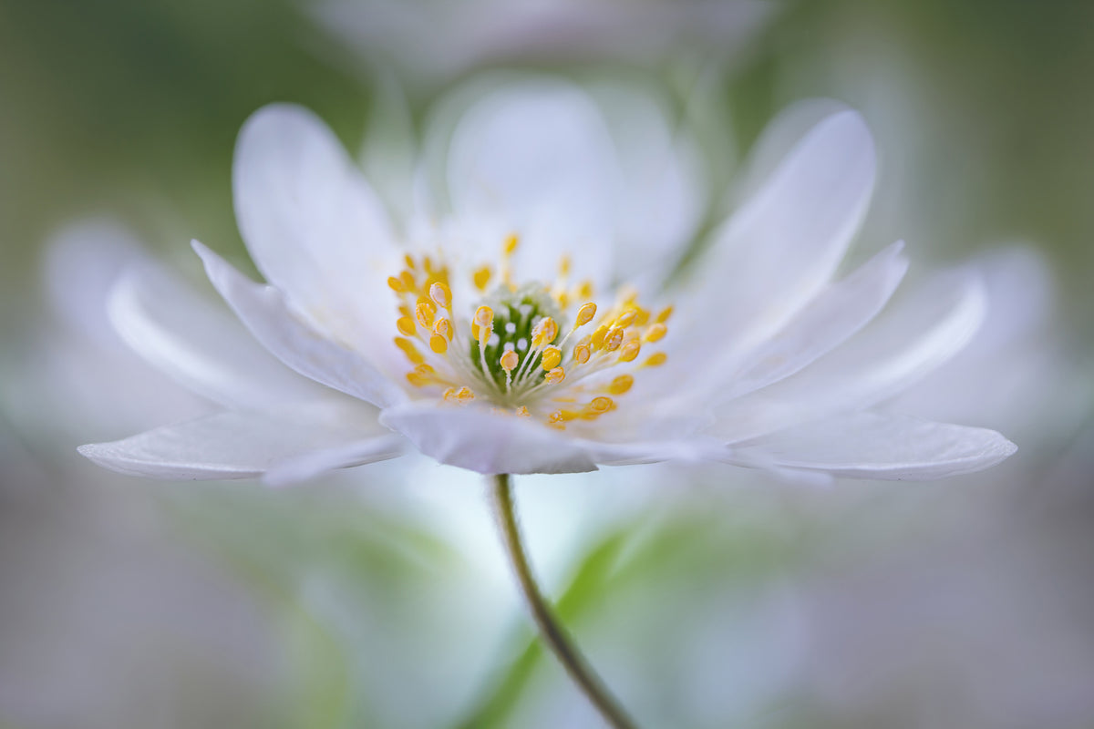 3-piece-acrylic-print-nemorosa-nirvana