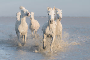 framedcanvas-print-horses-xue