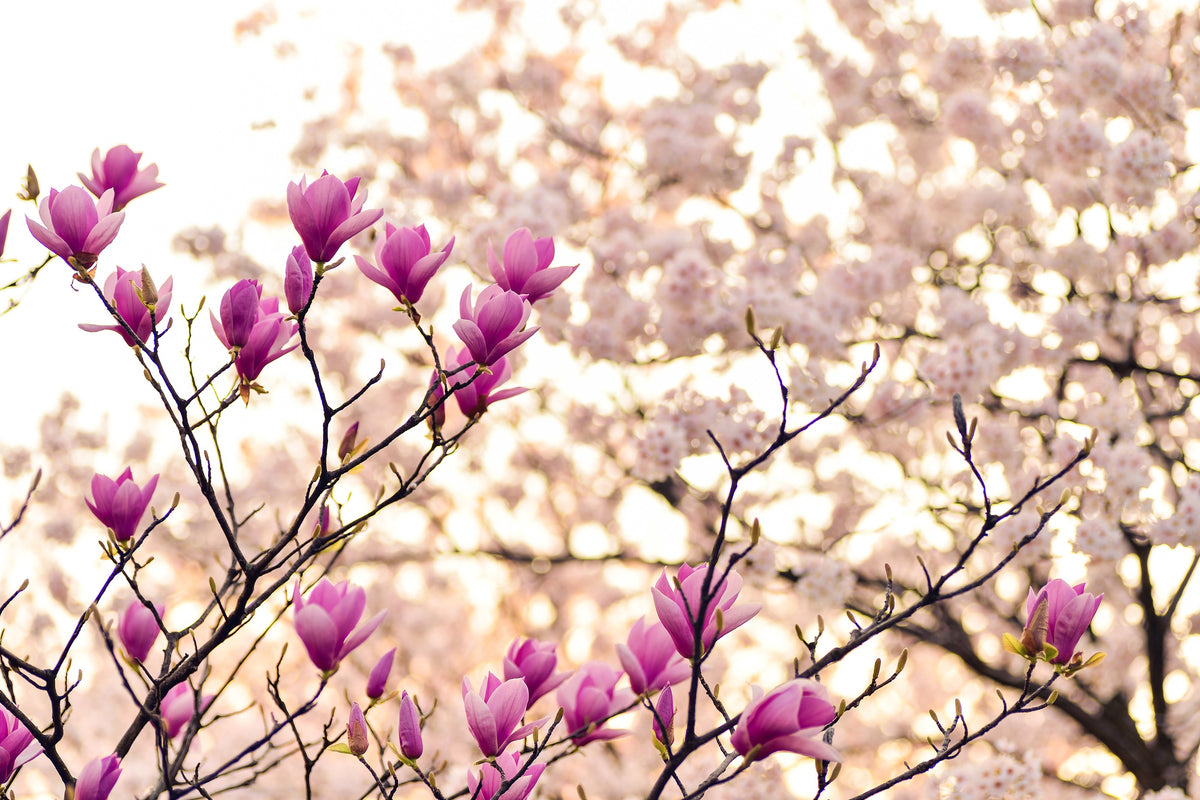 aluminium-print-beautiful-magnolia-xl