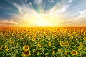 acrylic-print-a-field-full-of-sunflowers