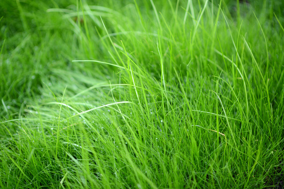 modern-3-piece-aluminium-print-blades-of-grass
