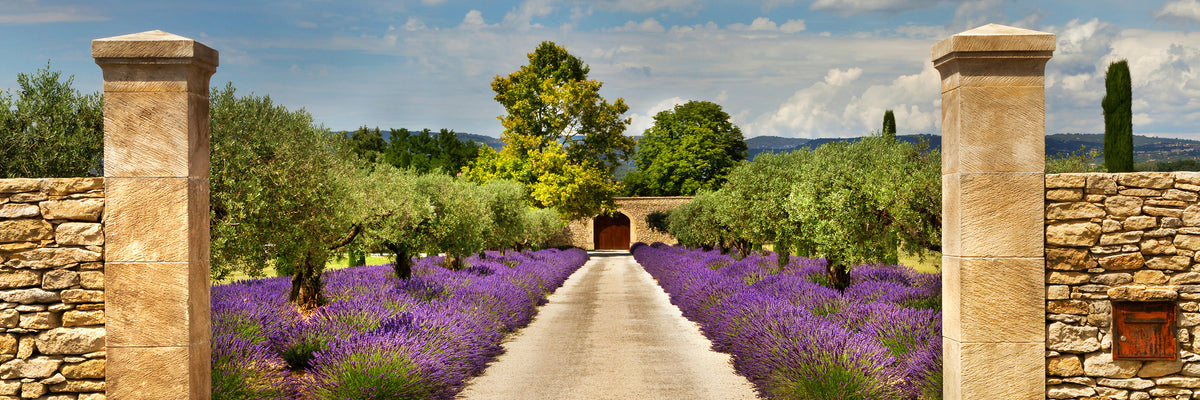 panoramic-aluminium-print-lavender-garden-panorama