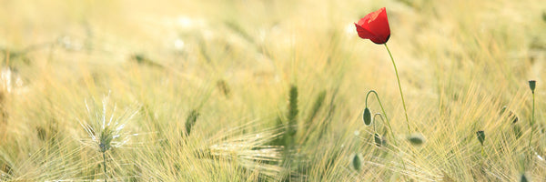 panoramic-poster-print-a-poppy-panorama