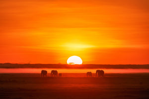 acrylic-print-africa-impression-x