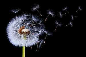 modern-3-piece-canvas-print-dandelion-blowing