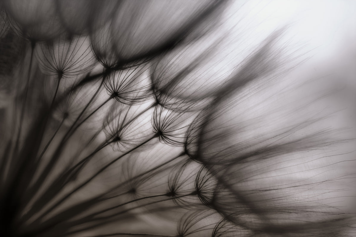 3-piece-acrylic-print-dandelion-p
