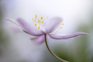 poster-print-nemorosa-ii