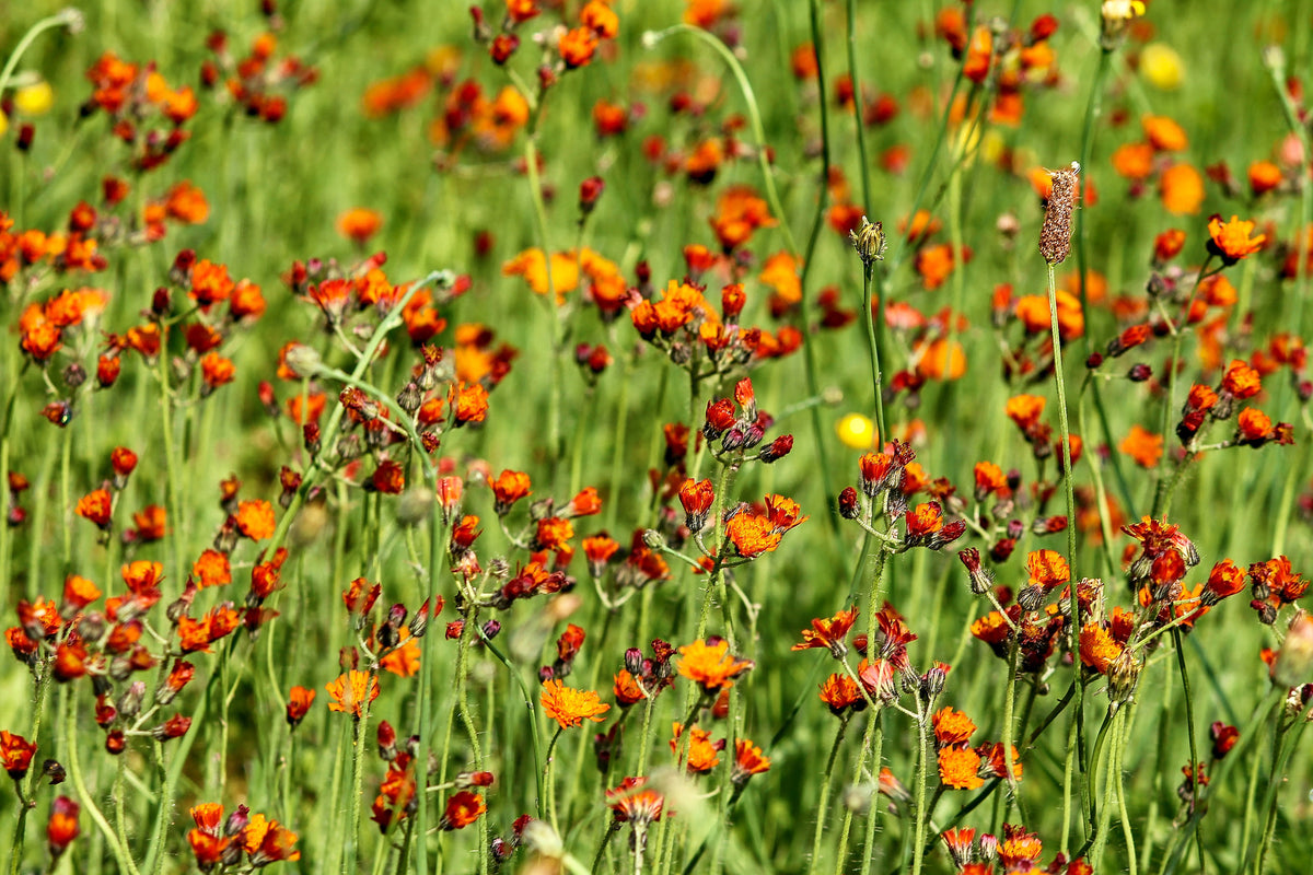 framedposter-print-hawkweeds