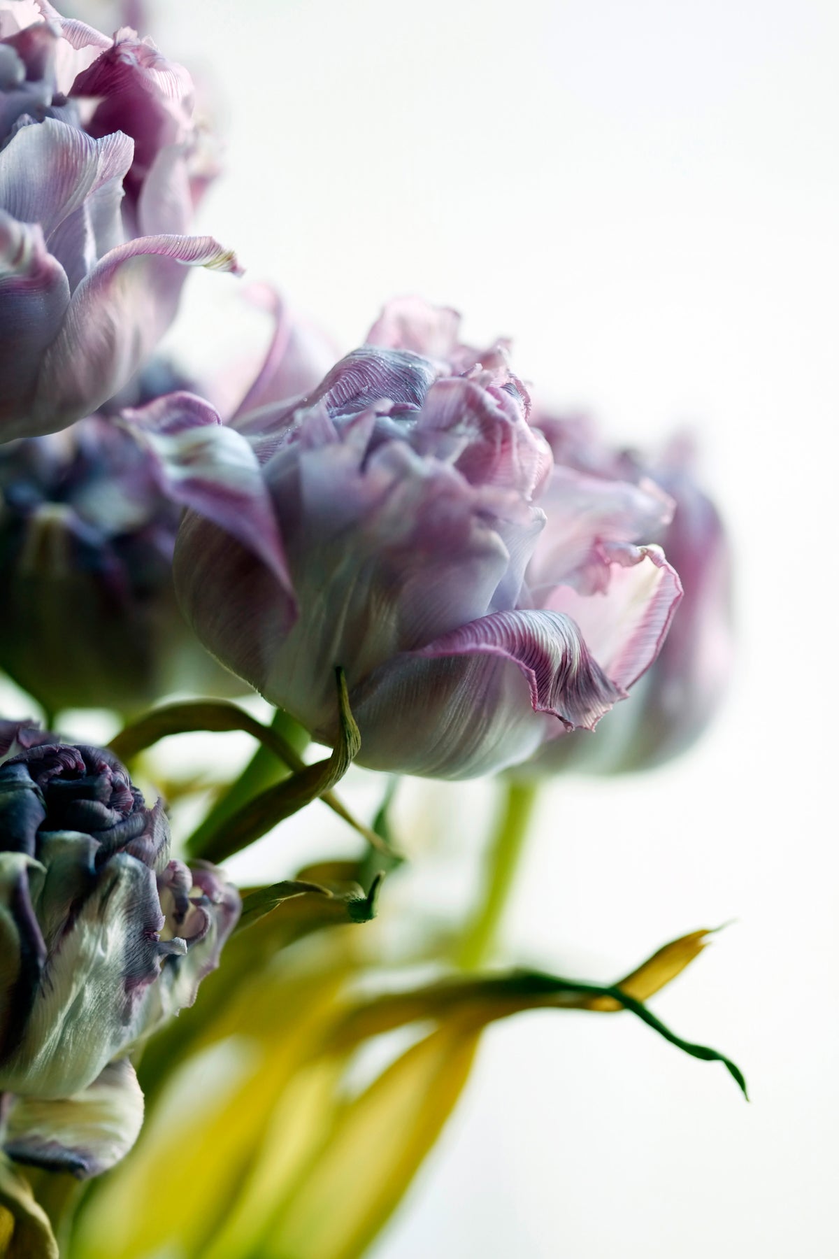 canvas-print-tulip-bouquet
