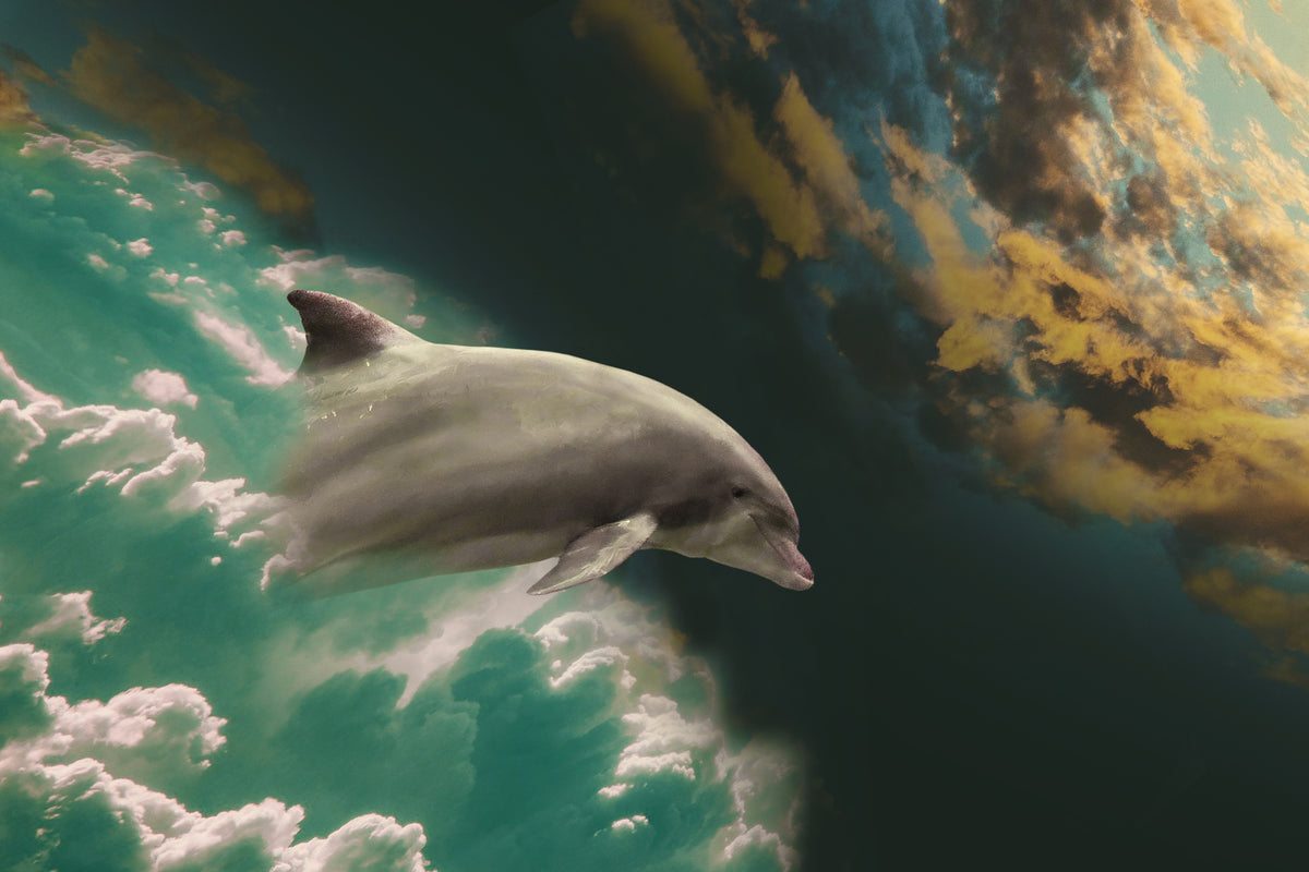 acrylic-print-fascination-dolphin