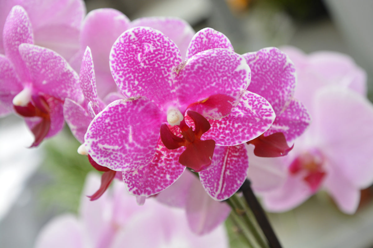 framedcanvas-print-purple-orchids-in-bloom