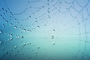 modern-3-piece-acrylic-print-cobweb-in-morning-dew
