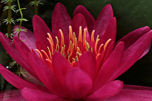 canvas-print-wonderful-water-lily
