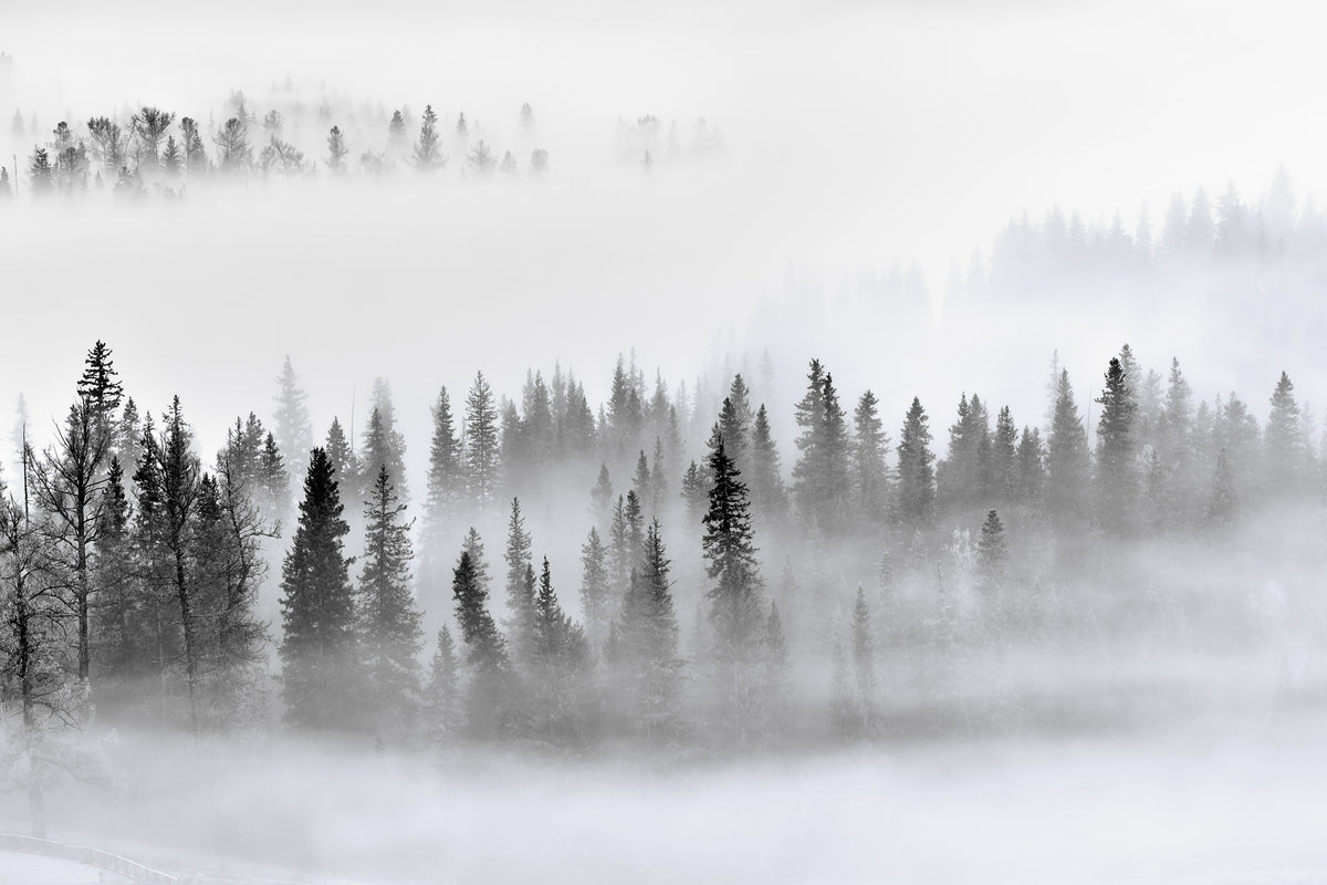 modern-3-piece-aluminium-print-foggy-forest