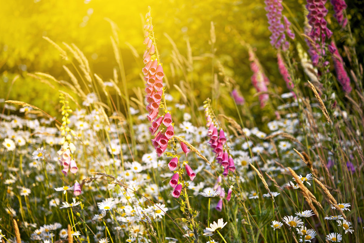 3-piece-canvas-print-summer-flower-meadow