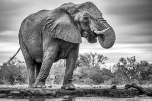 framedcanvas-print-standing-proud