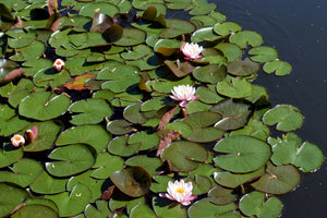 3-piece-acrylic-print-white-water-lilies-in-the-pond