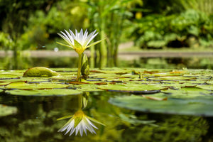 framedcanvas-print-water-lily-in-nature
