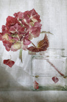 framedcanvas-print-hydrangea-xaa